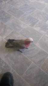 Lost Galah Cockatoo