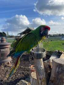 Lost Macaw