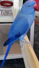 Lost Indian Ringneck Parakeet