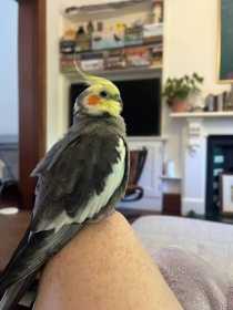 Lost Cockatiel
