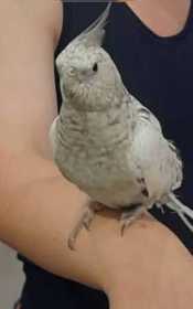Lost Cockatiel