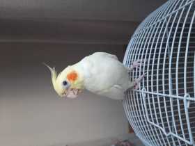 Lost Cockatiel