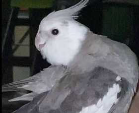 Lost Cockatiel
