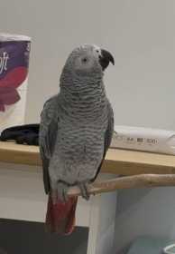 Lost African Grey