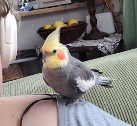 Lost Cockatiel