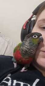 Lost Conure