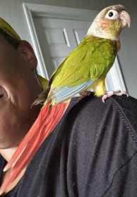 Lost Conure