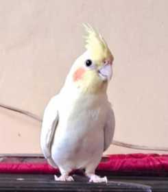 Lost Cockatiel