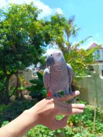 Lost African Grey