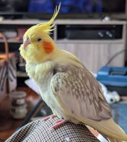 Lost Cockatiel