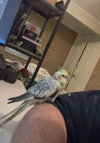 Lost Cockatiel