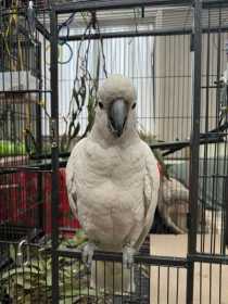 Lost Cockatoo