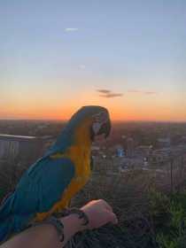 Lost Macaw