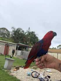 Lost Eclectus