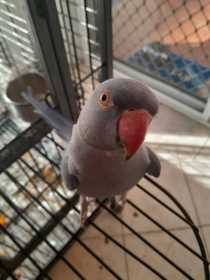 Lost Indian Ringneck Parakeet