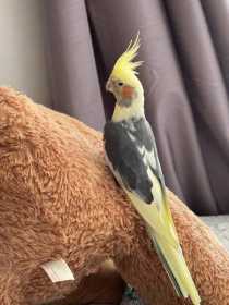 Lost Cockatiel