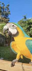 Lost Macaw