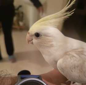 Lost Cockatiel