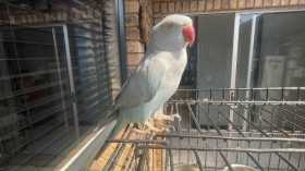 Lost Indian Ringneck Parakeet