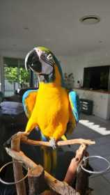 Lost Macaw