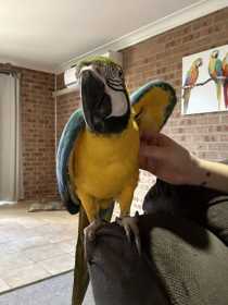 Lost Macaw