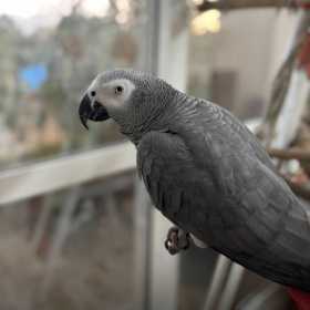Lost African Grey