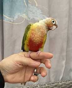 Lost Conure