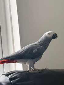 Lost African Grey