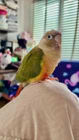 Lost Conure