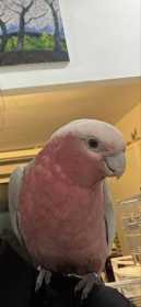 Lost Galah Cockatoo
