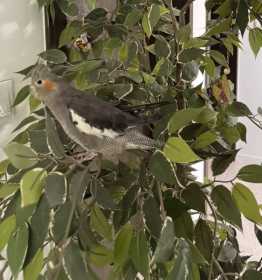 Lost Cockatiel