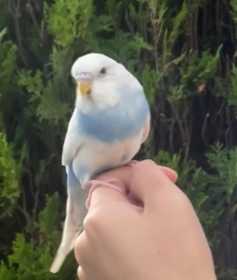 Lost Budgerigar