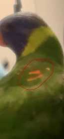 Lost Lory / Lorikeet