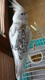 Lost Cockatiel