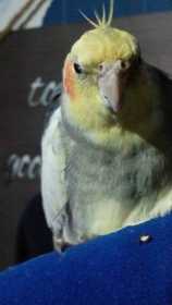 Lost Cockatiel