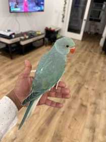 Lost Indian Ringneck Parakeet