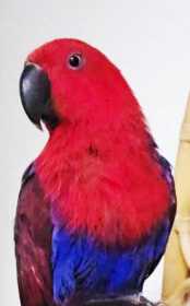 Lost Eclectus