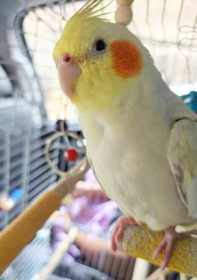 Lost Cockatiel