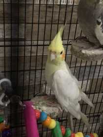 Lost Cockatiel