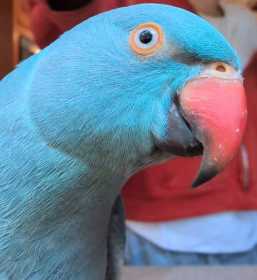 Lost Indian Ringneck Parakeet
