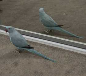 Lost Indian Ringneck Parakeet