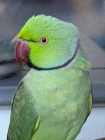 Lost Indian Ringneck Parakeet