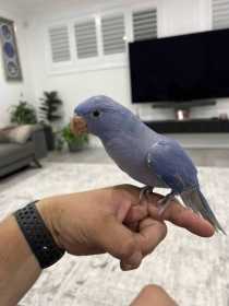 Lost Indian Ringneck Parakeet