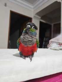 Lost Conure