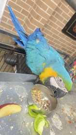 Lost Macaw