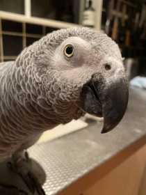 Lost African Grey