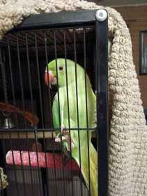 Lost Indian Ringneck Parakeet