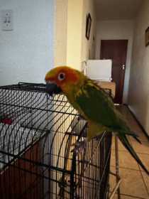 Lost Conure
