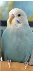 Lost Budgerigar