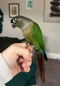 Lost Conure